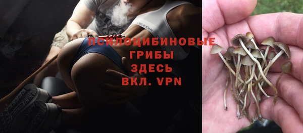 шишки Белоозёрский